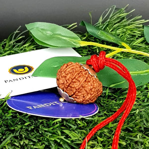 10 Mukhi Super Premium Rudraksha