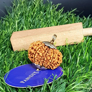 11 Mukhi Super Premium Rudraksha