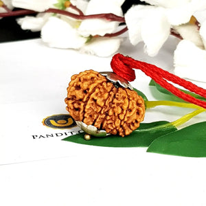 11 Mukhi Super Premium Rudraksha