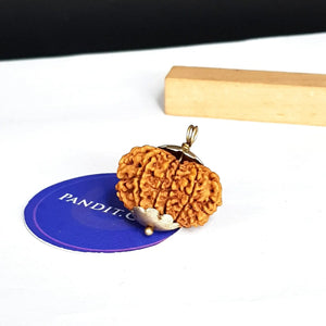 11 Mukhi Super Premium Rudraksha