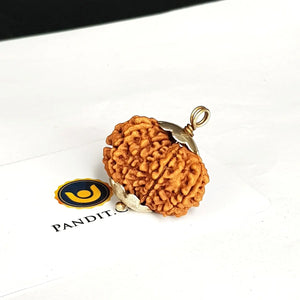 11 Mukhi Super Premium Rudraksha