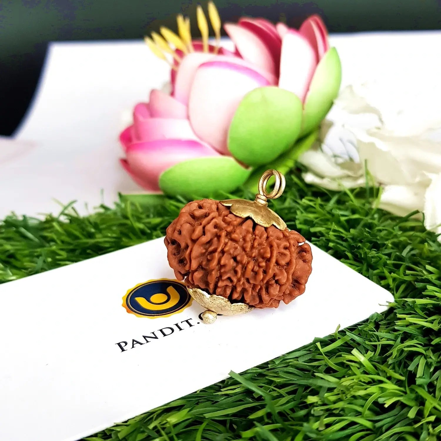 12 Mukhi Super Premium Rudraksha