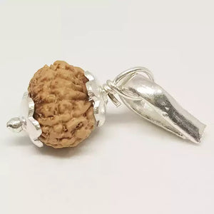 13 Mukhi Rudraksha - Indonesia