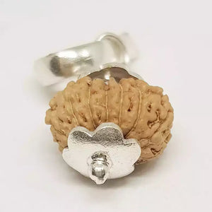 13 Mukhi Rudraksha - Indonesia