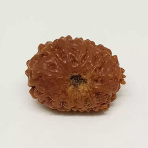 13 Mukhi Rudraksha - Indonesia
