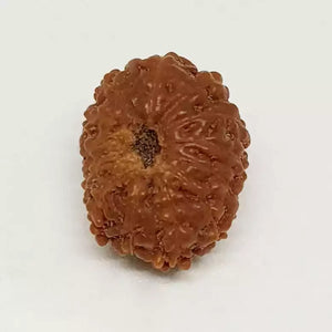 13 Mukhi Rudraksha - Indonesia