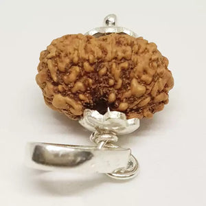 14 Mukhi Rudraksha - Indonesia