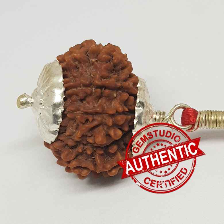 15 Faced Rudraksha – Nepal