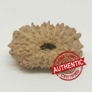 15 Mukhi Rudraksha – Indonesia