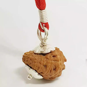 17 Mukhi Rudraksha – Indonesia