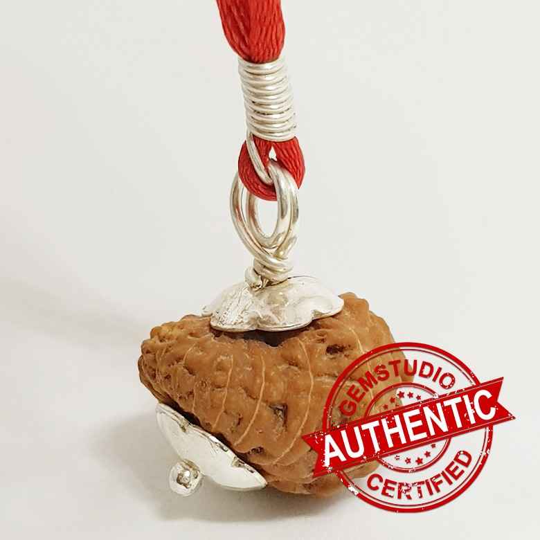 17 Mukhi Rudraksha – Indonesia