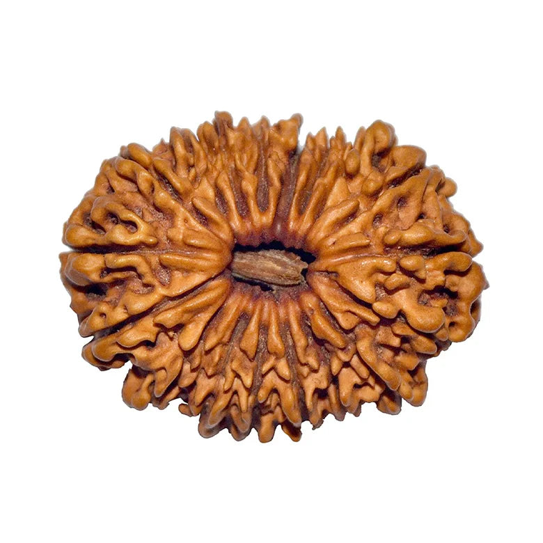 18 Faced Rudraksha – Nepal