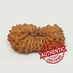 21 Mukhi Rudraksha – Indonesia