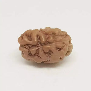 2 Mukhi Rudraksha - Indonesia