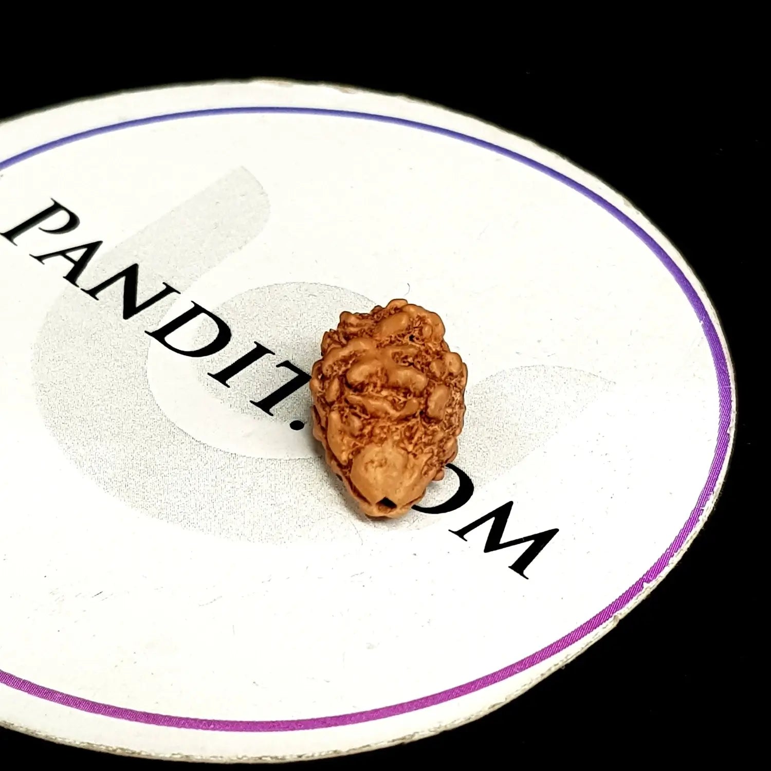 2 Mukhi Rudraksha Nepal