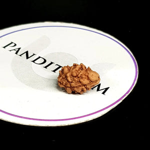 2 Mukhi Rudraksha Nepal