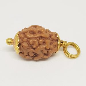 3 Mukhi Rudraksha - Indonesia