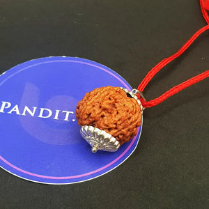 5 Mukhi Super Premium Rudraksha