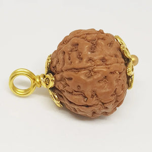 6 Mukhi Rudraksha - Indonesia