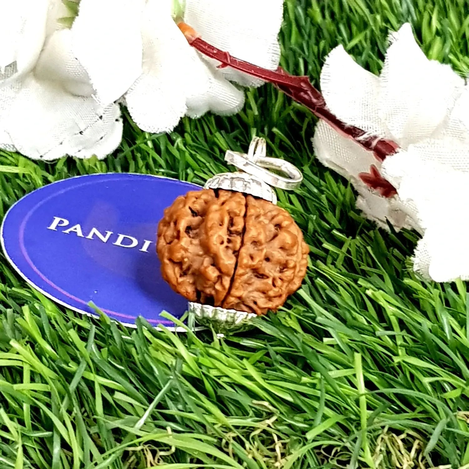 6 Mukhi Super Premium Rudraksha