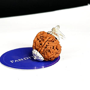 6 Mukhi Super Premium Rudraksha