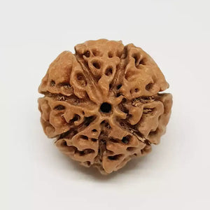 Seven Mukhi Premium Rare Rudraksha
