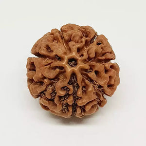 7 Mukhi Rudraksha - Indonesia