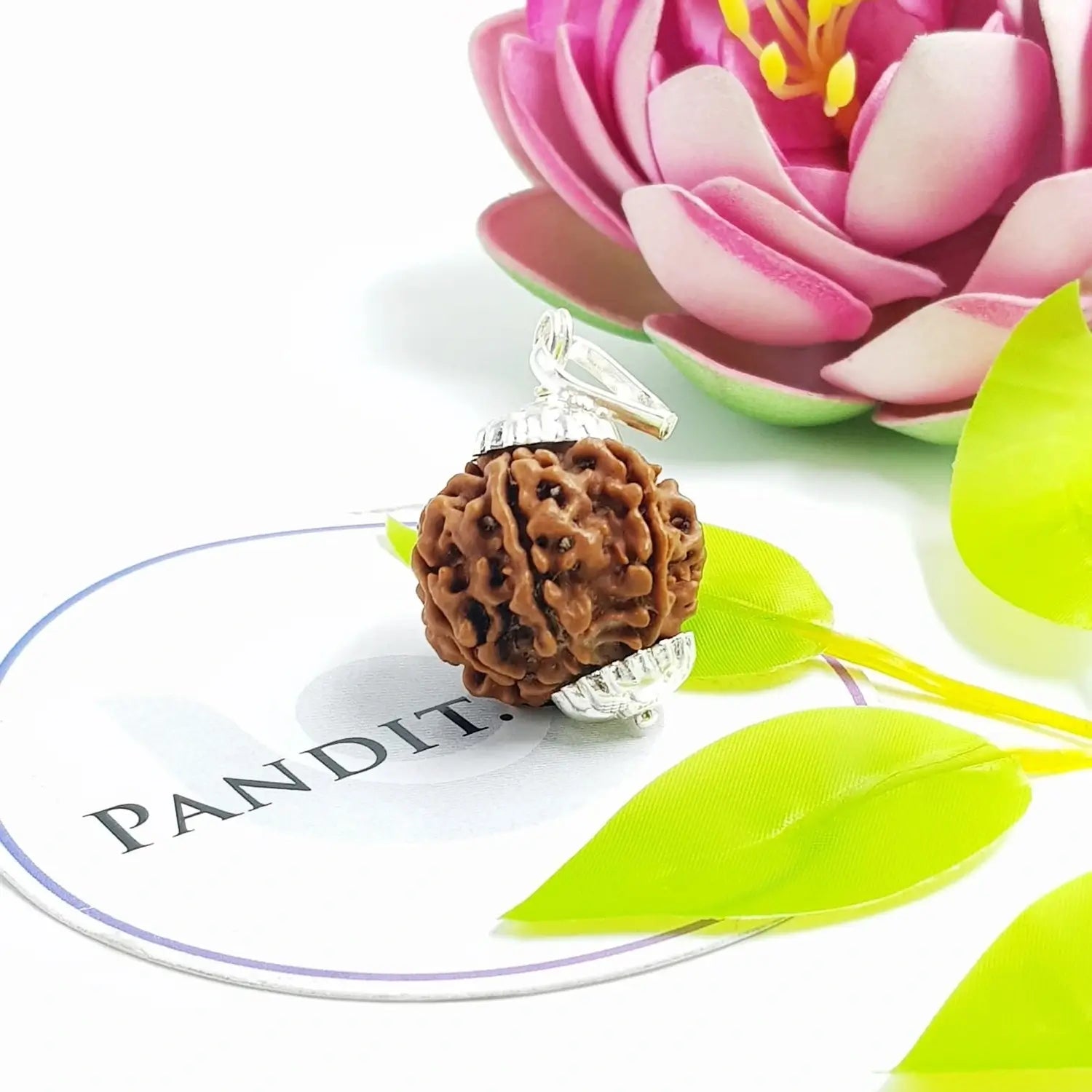 7 Mukhi Super Premium Rudraksha