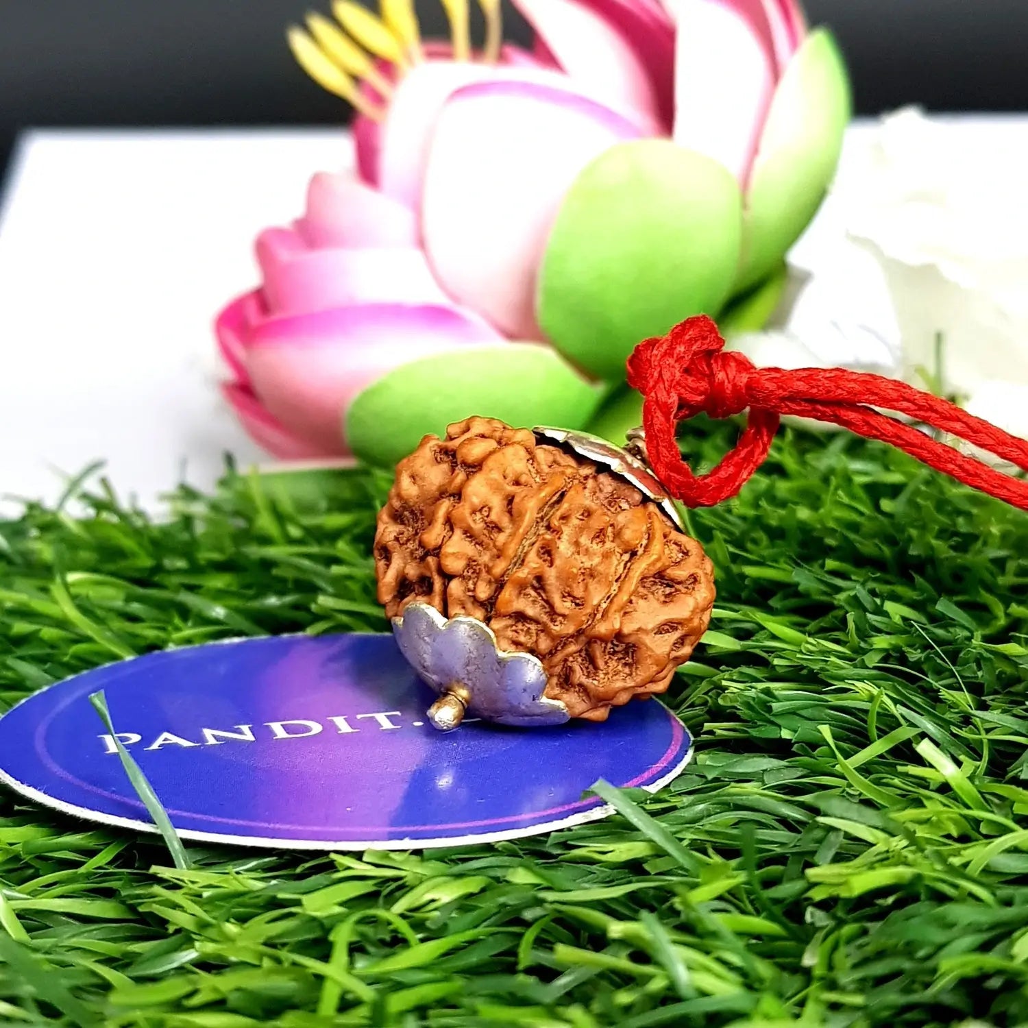 8 Mukhi Super Premium Rudraksha