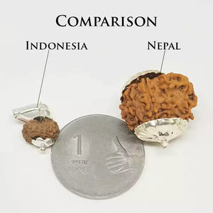 Comparison Nepal and Indonesia Rudraksha