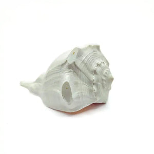 Dakshinavarti Shankh