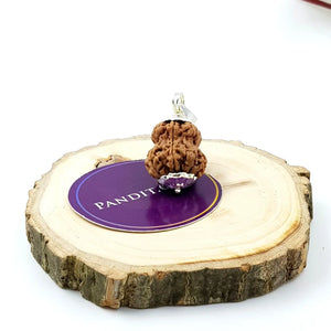 Damru Rudraksha - Premium