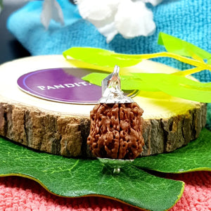 Damru Rudraksha - Super Premium