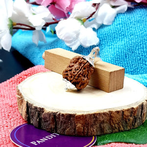 Damru Rudraksha - Super Premium