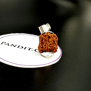 Damru Rudraksha - Super Premium