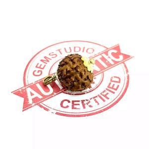 8 Mukhi Rudraksha – Indonesia