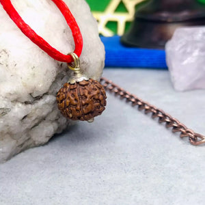 8 Mukhi Rudraksha – Indonesia
