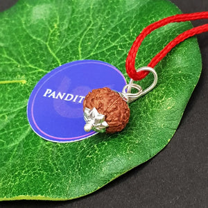 8 Mukhi Indonesia Rudraksha