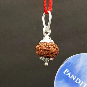 8 Mukhi Indonesia Rudraksha