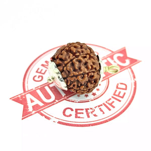 8 Faced Rudraksha – Nepal