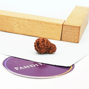 18 Mukhi Indonesia Rudraksha