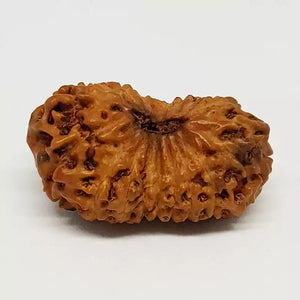 18 Mukhi Rudraksha – Indonesia