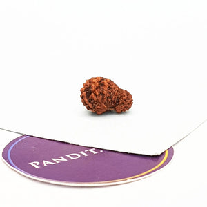 18 Mukhi Indonesia Rudraksha