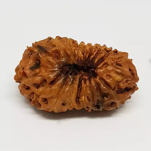 18 Mukhi Rudraksha – Indonesia