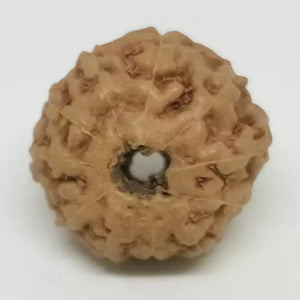 Eleven Mukhi Premium Rare Rudraksha