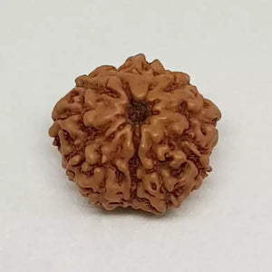 11 Mukhi Rudraksha - Indonesia