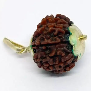 Eleven Mukhi Premium Rare Rudraksha