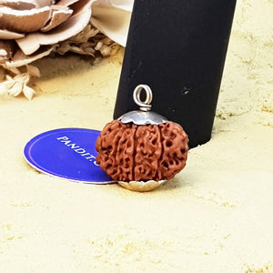 Eleven Mukhi Premium Rare Rudraksha