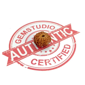 11 Mukhi Rudraksha – Indonesia