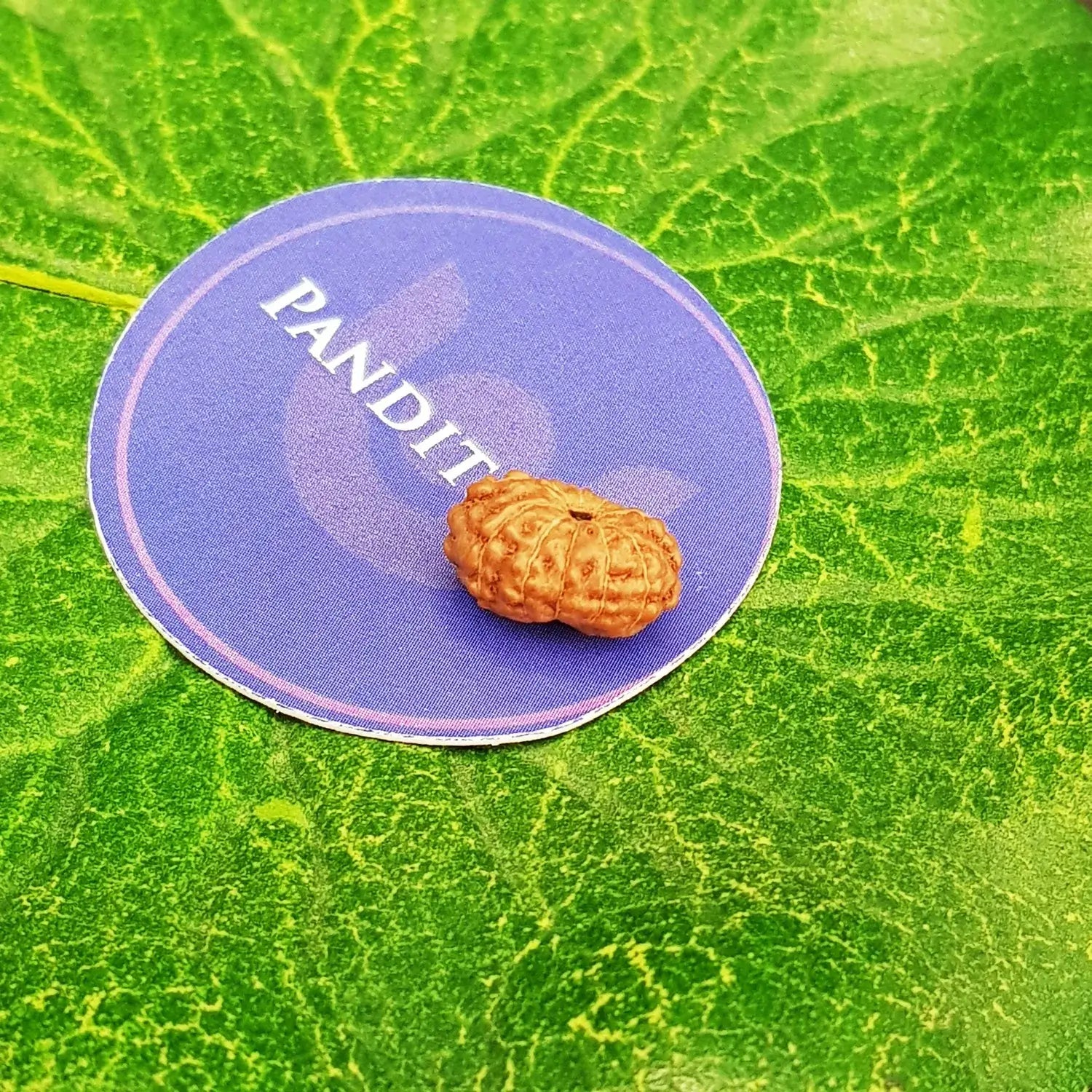 11 Mukhi Indonesia Rudraksha